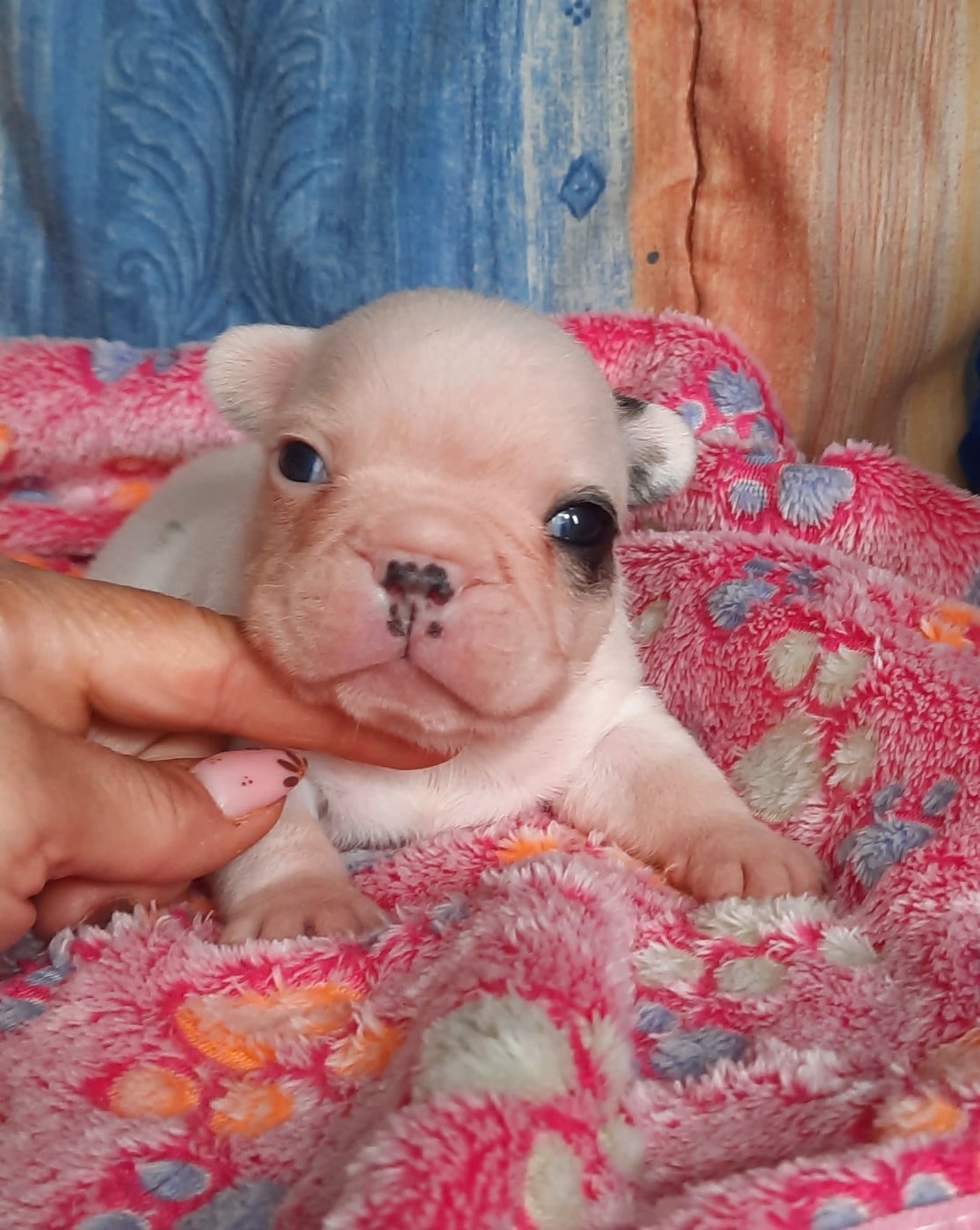 CHIOT 3
