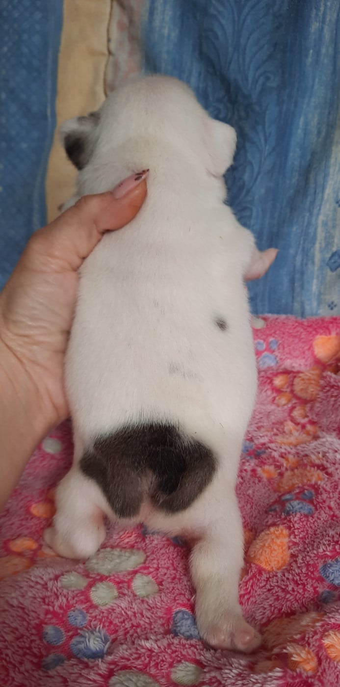 CHIOT 3