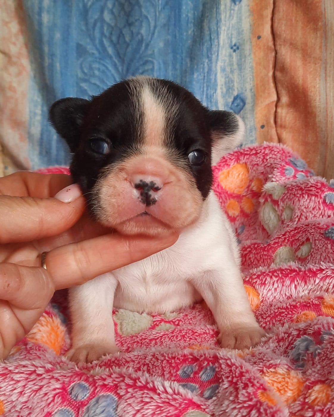 CHIOT 4