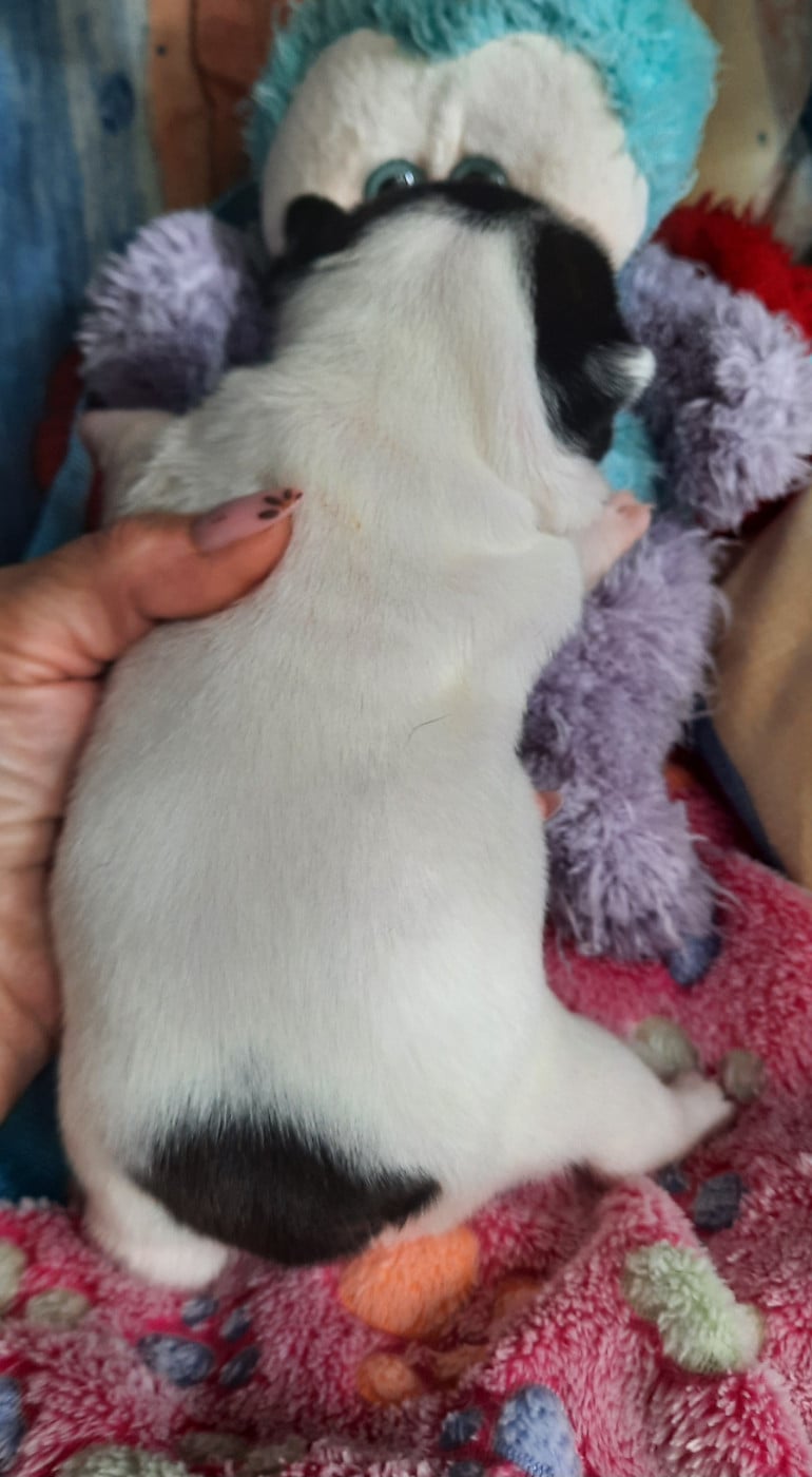 CHIOT 4