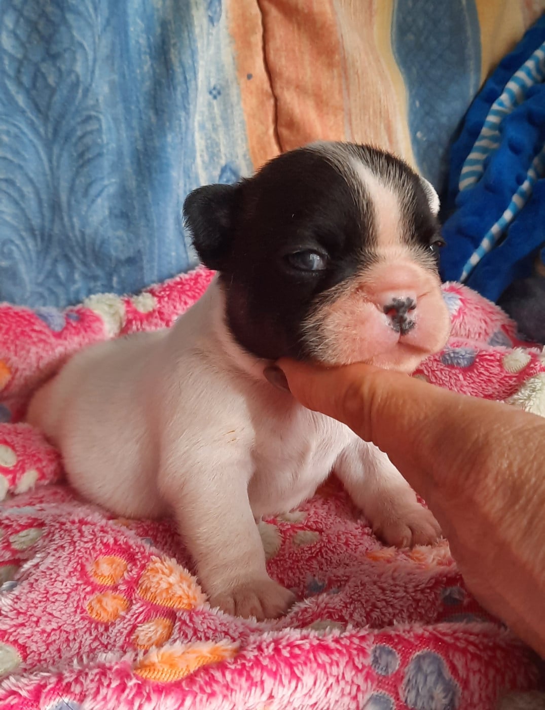 CHIOT 4