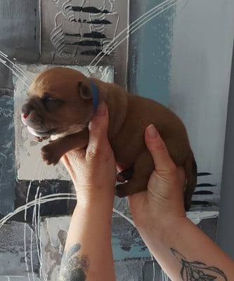 Les chiots de Bulldog continental