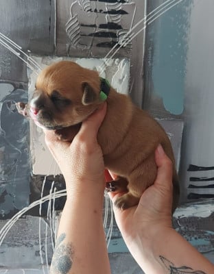 Les chiots de Bulldog continental