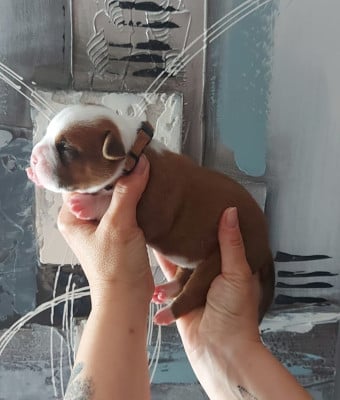 Les chiots de Bulldog continental