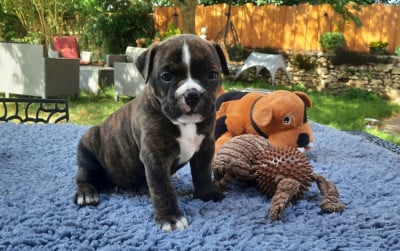Les chiots de Bulldog continental
