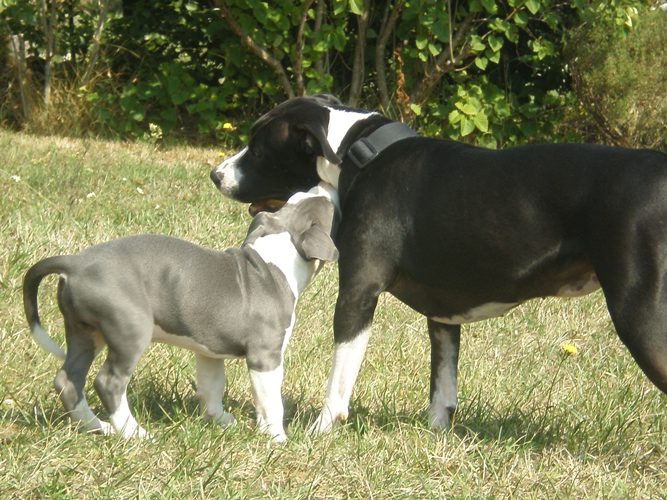 Eldorado dit Eyron d'Ashakiran Blue
