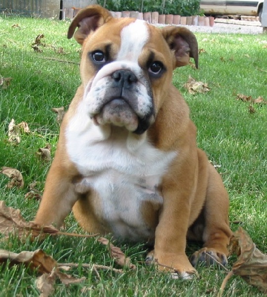 Publication : d'Ashakiran Blue