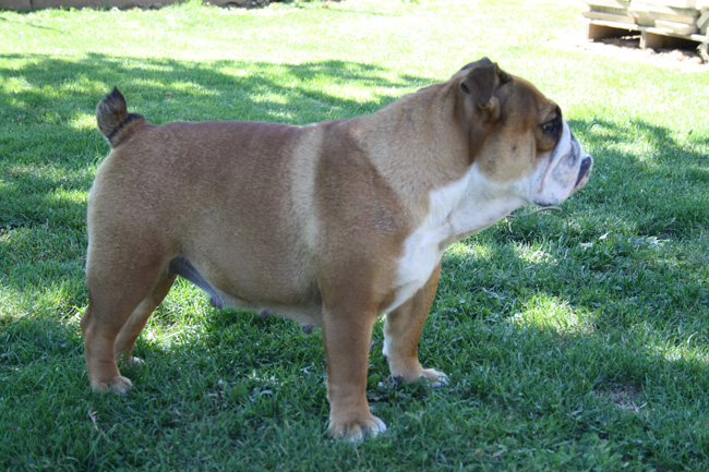 Publication : d'Ashakiran Blue