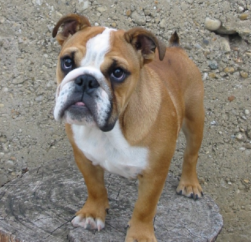 Publication : d'Ashakiran Blue