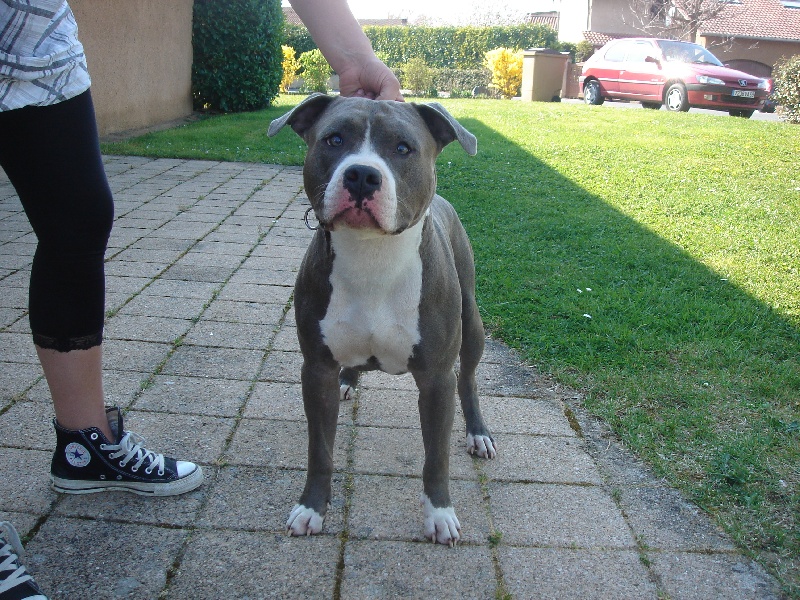 Claiton dit cooki d'Ashakiran Blue