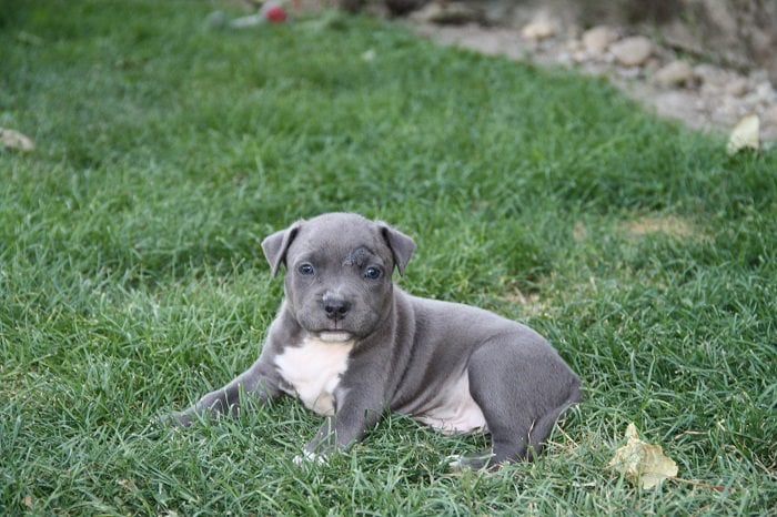 CH. Goliath d'Ashakiran Blue