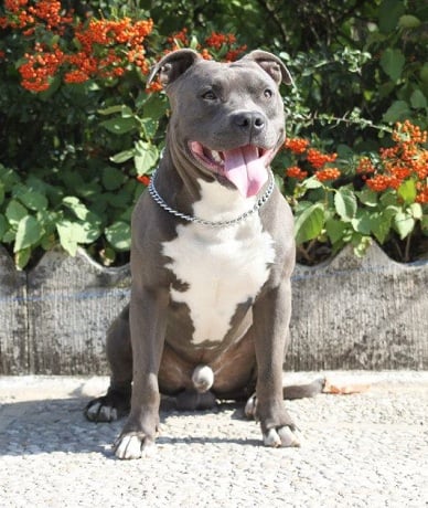 CH. Goliath d'Ashakiran Blue