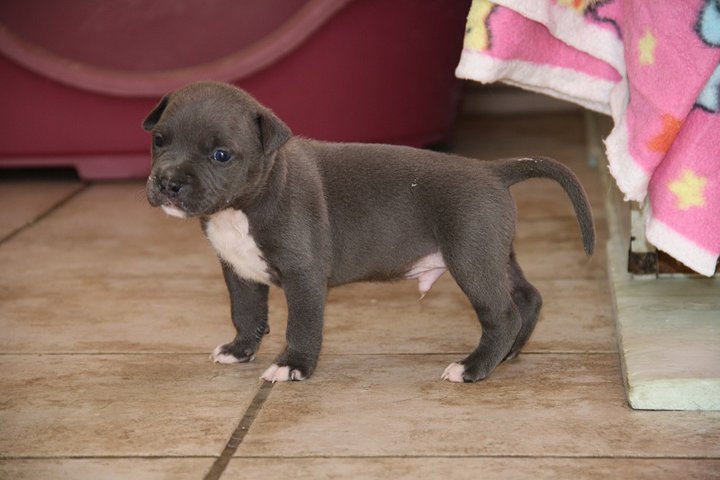 CH. Goliath d'Ashakiran Blue
