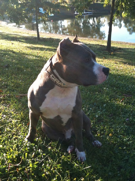 Claiton dit cooki d'Ashakiran Blue