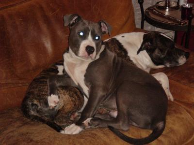 Claiton dit cooki d'Ashakiran Blue