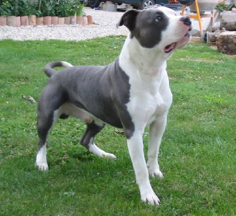 Eldorado dit Eyron d'Ashakiran Blue