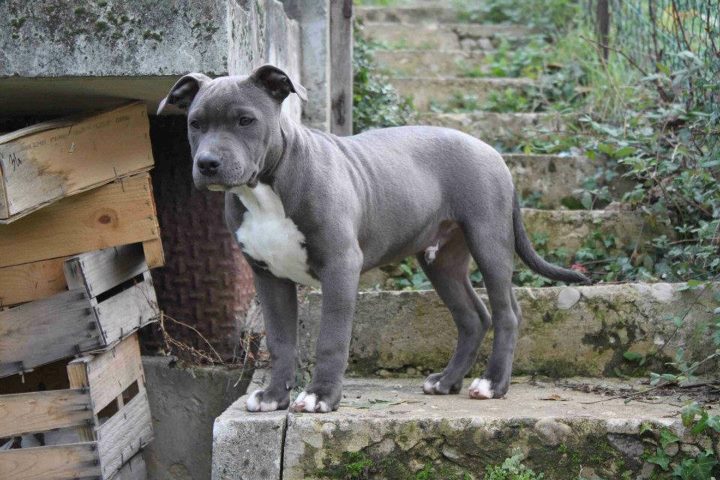 CH. Goliath d'Ashakiran Blue