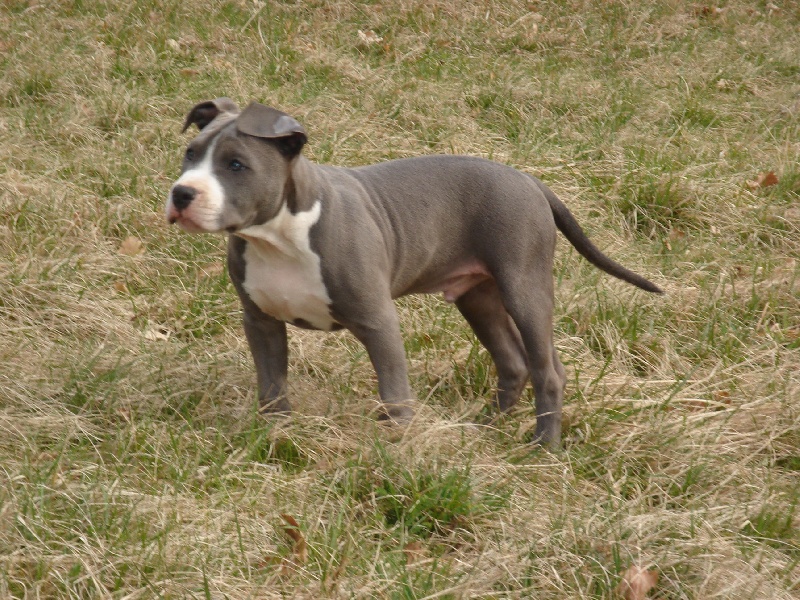 Claiton dit cooki d'Ashakiran Blue