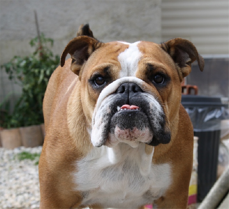 Publication : d'Ashakiran Blue