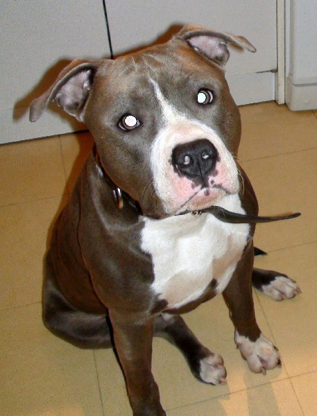 Claiton dit cooki d'Ashakiran Blue