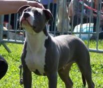 Claiton dit cooki d'Ashakiran Blue