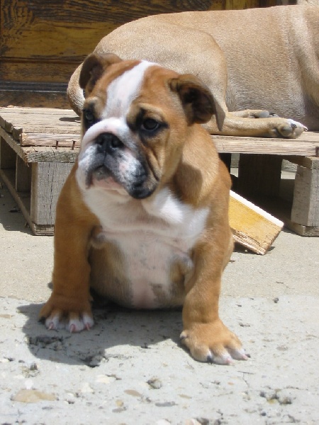 Publication : d'Ashakiran Blue