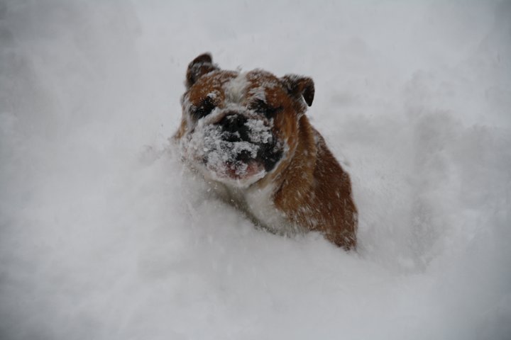 Publication : d'Ashakiran Blue