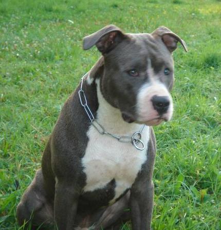 Claiton dit cooki d'Ashakiran Blue