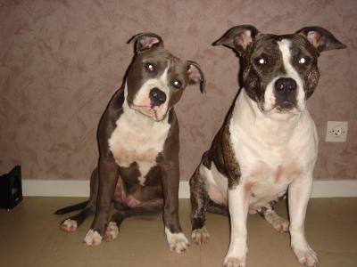 Claiton dit cooki d'Ashakiran Blue