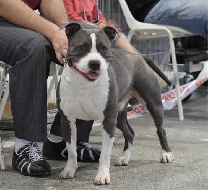 Gayron d'Ashakiran Blue - 2ème excellent classe jeune