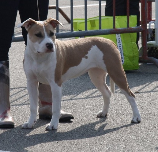 Fée clochette dit cayenne d'Ashakiran Blue - Très prometteur classe puppy