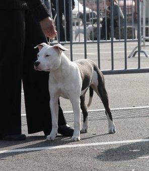 Fascination dit esmée d'Ashakiran Blue - Très prometteur classe puppy