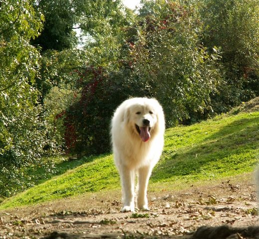 Berger De la cascade de couplan - Très Bon, Classe Ouverte Mâle
