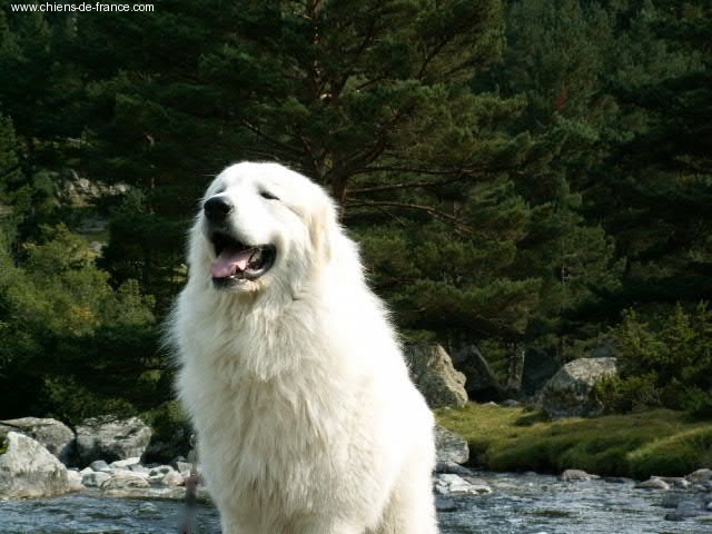 Berger De la cascade de couplan - 1er Classe Ouverte Mâle, CACS - MEILLEUR DE RACE