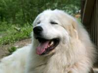 Berger De la cascade de couplan - 2ème excellent Classe Intermédiaire Mâle, RCACIB-RCACL