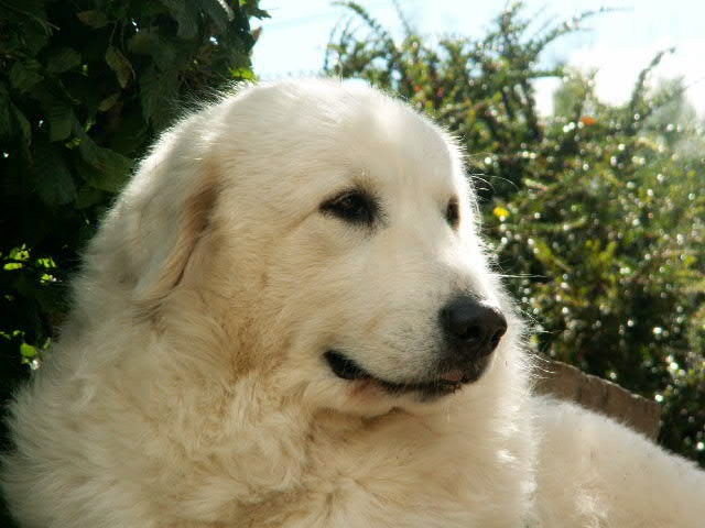 Vannille De la cascade de couplan - 2ème Excellent, Classe Ouverte Femelle RCACIB-RCACS