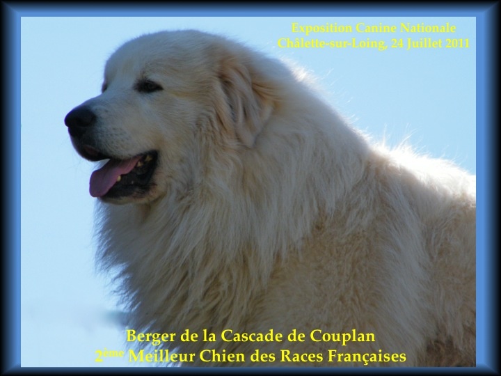 Berger De la cascade de couplan - 2ème MEILLEUR CHIEN DES RACES FRANçAISES