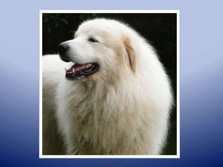 Berger De la cascade de couplan - 1er Excellent Classe Ouverte Mâle, CACS