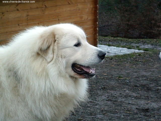 Berger De la cascade de couplan - 1er Excellent Classe Ouverte Mâle, CACIB, CACS, MEILLEUR DE RACE