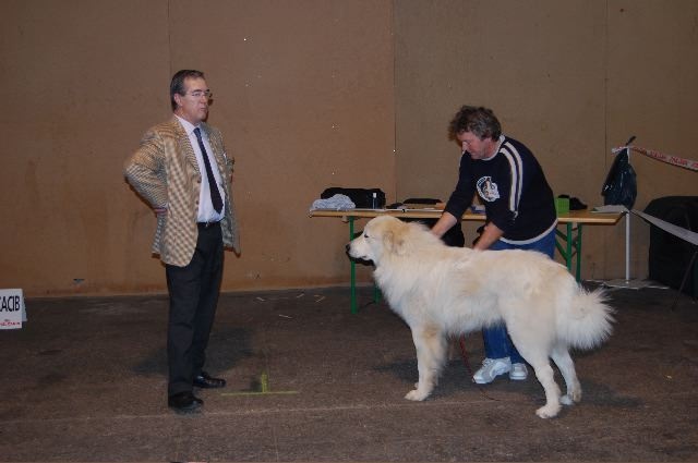 Berger De la cascade de couplan - 1er Excellent Classe Ouverte Mâle, RCACIB, CACS