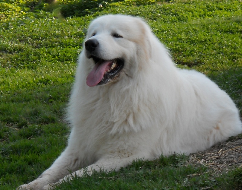 Berger De la cascade de couplan - 2e Excellent Classe Ouverte Mâle, RCACIB, RCACS