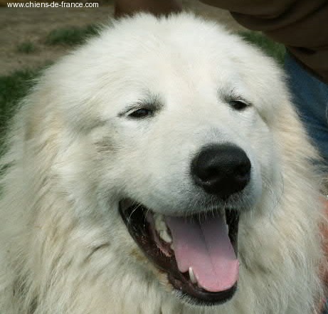 Berger De la cascade de couplan - 1er Classe Ouverte Mâle, CACS - MEILLEUR DE RACE