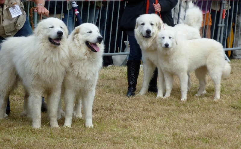 Berger De la cascade de couplan - MEILLEURE CLASSE D'ÉLEVAGE