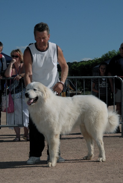 Berger De la cascade de couplan - 1er Excellent Classe Ouverte Mâle, CACS, MEILLEUR DE RACE