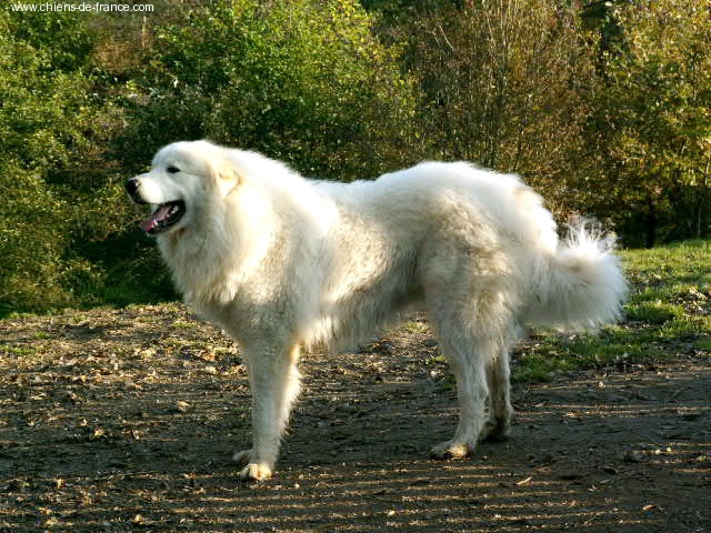 Berger De la cascade de couplan - 1er Excellent, Classe Ouverte Mâle, CACIB-CACS, MEILLEUR DE RACE