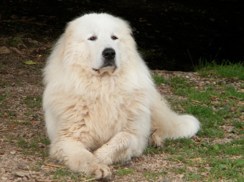 Berger De la cascade de couplan - CACS, CACIB