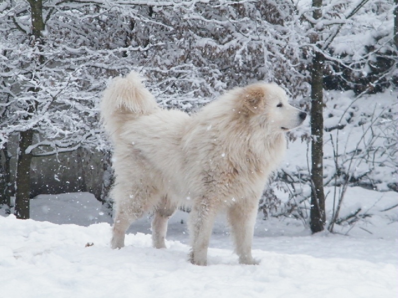 Berger De la cascade de couplan - CACS, CACIB, MEILLEUR DE RACE