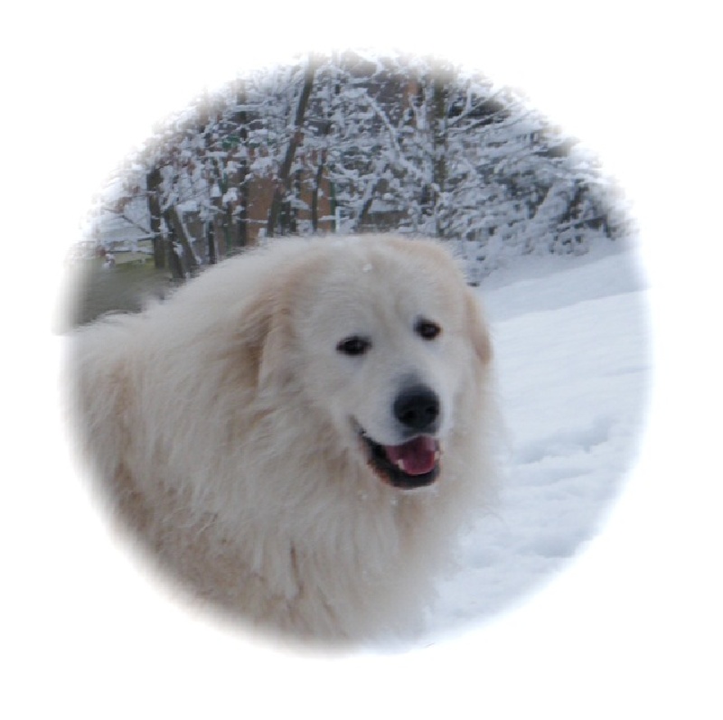 Berger De la cascade de couplan - 2ème Excellent Classe Ouverte Mâle, RCACS