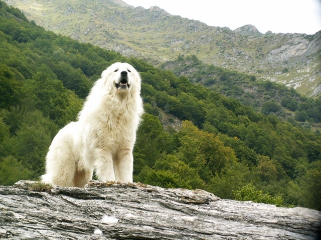 Berger De la cascade de couplan - 1er Excellent Classe Ouverte Mâle, CACIB, CACS, MEILLEUR DE RACE