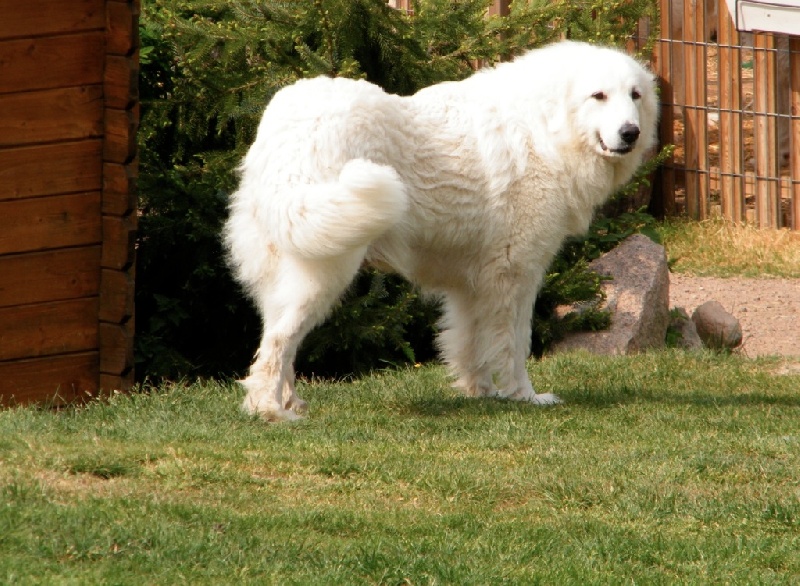 Vannille De la cascade de couplan - 1er Excellent Classe Vétéran Femelles, MEILLEUR VÉTÉRAN